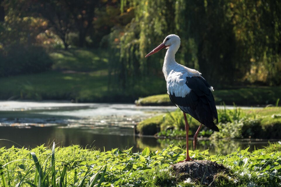 Animal world plumage animals