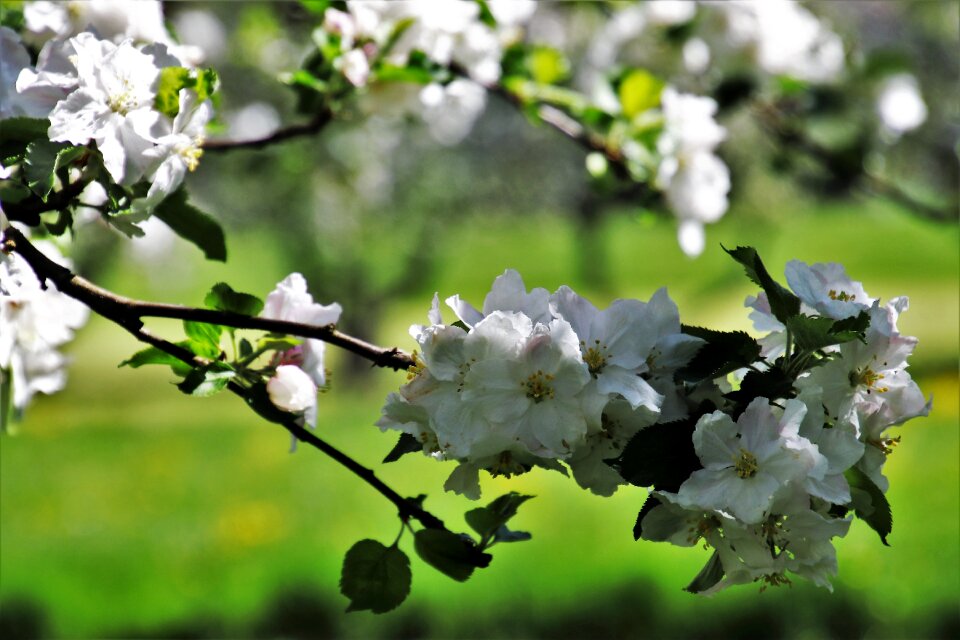 Tree plant branch