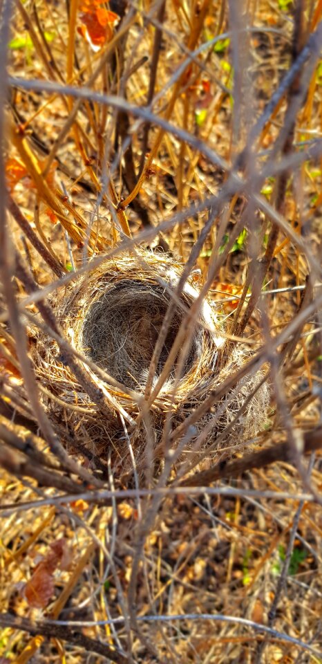Spring bird easter