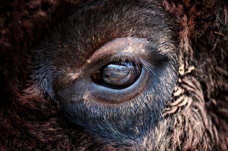 Animal world eyes wild