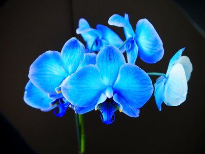 Plant tropical exotic
