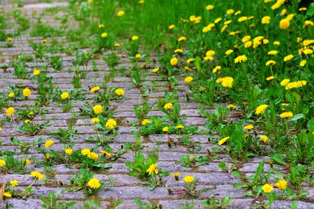 Grow overgrown flower photo