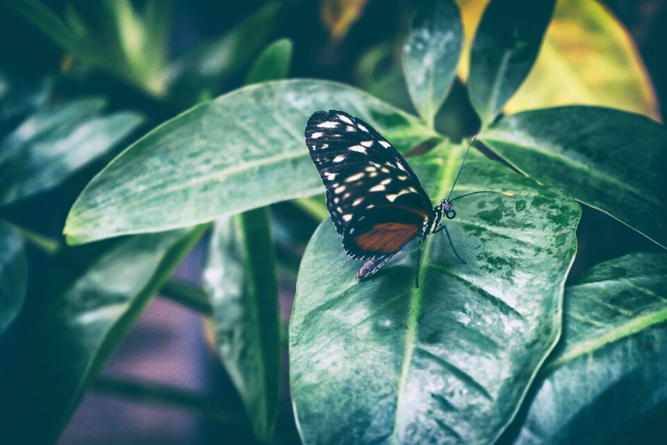 Animal world background flight insect