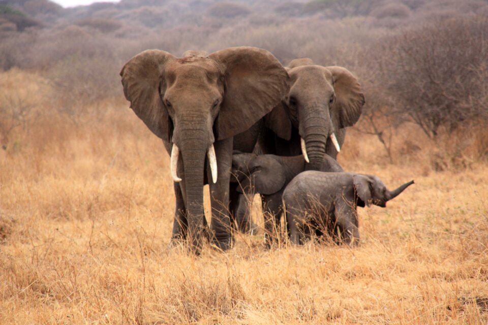 Tanzania animals elephant