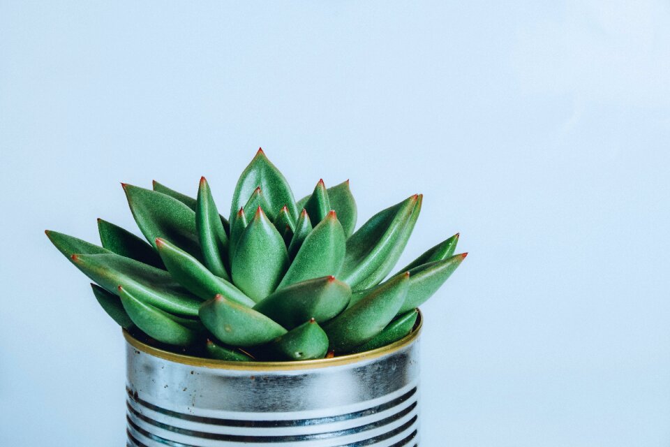 Pot blue plant blue plants