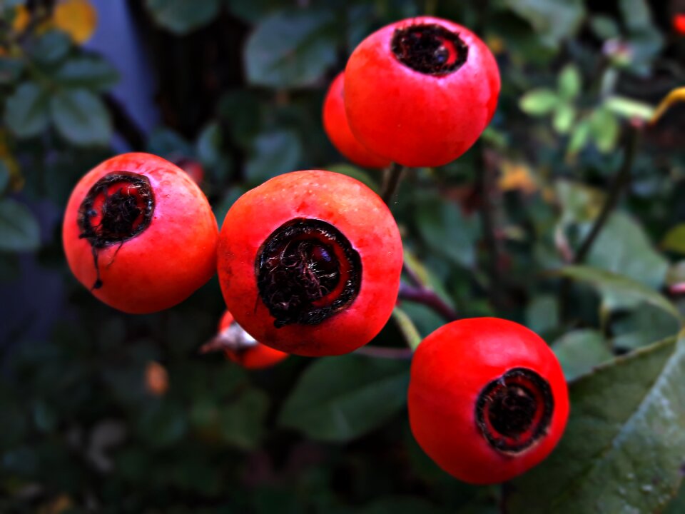 Autumn red nature