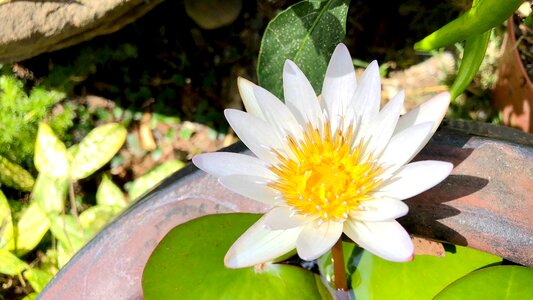 Plant foliage lotus