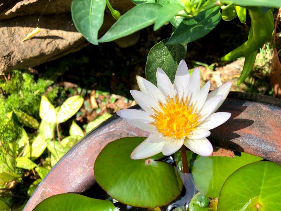 Plant green leafy sub white 蓮 flower