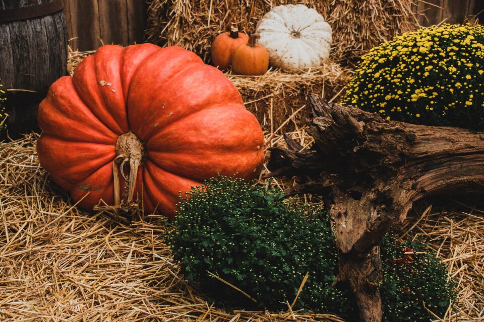 Decoration thanksgiving harvest
