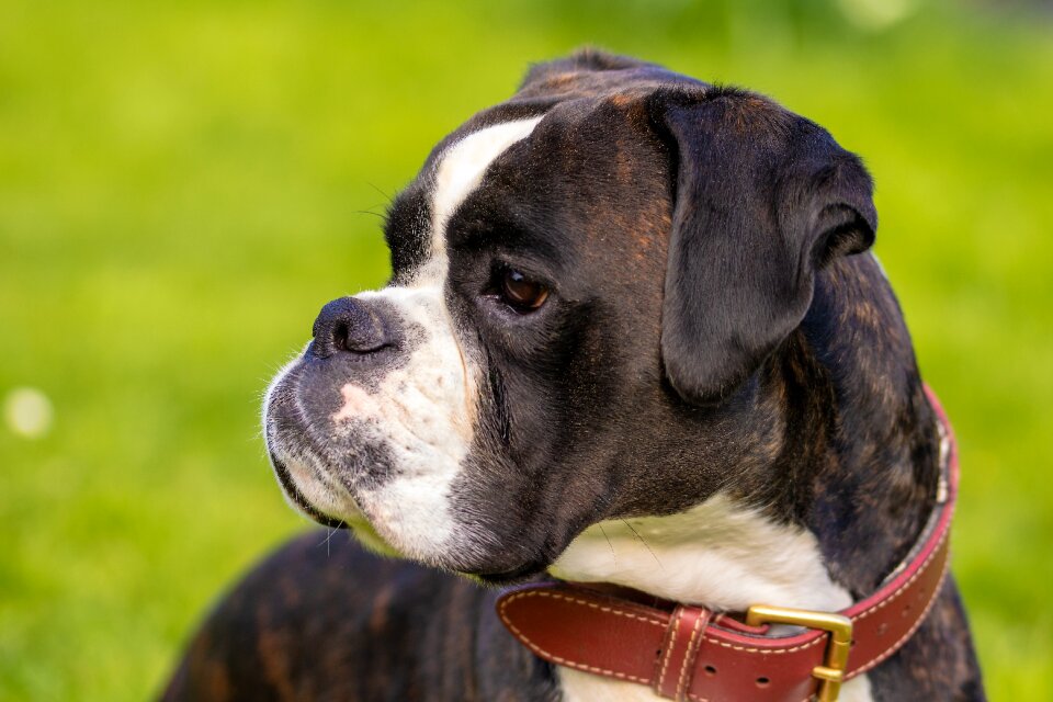 Animal dog look boxer dog
