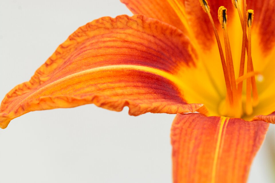 Orange lily orange flower blossom