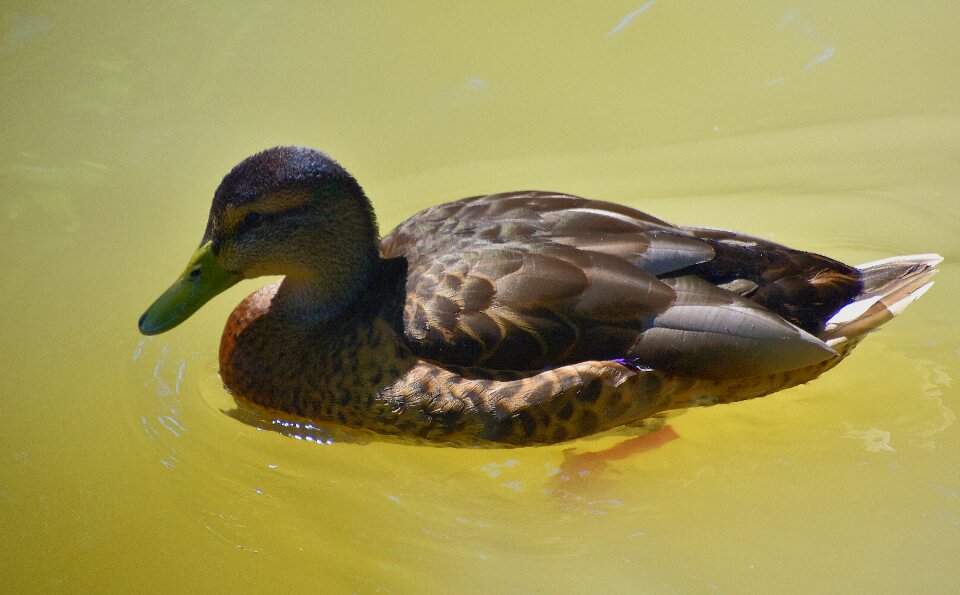 Plumage pond nature