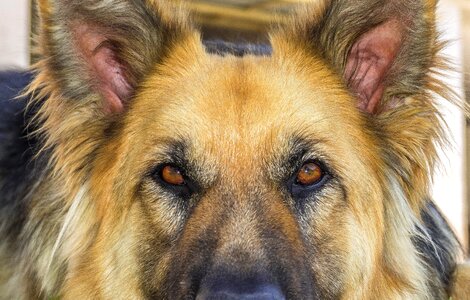 Stare profile dog animals