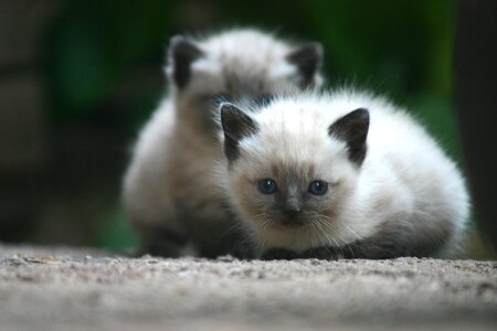 Wild life portrait cat photo