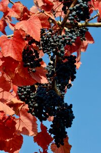 Winegrowing fruit autumn photo