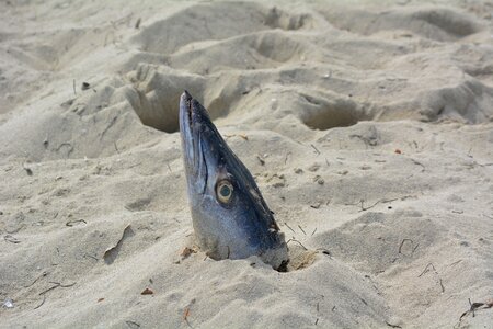 Fish sand death
