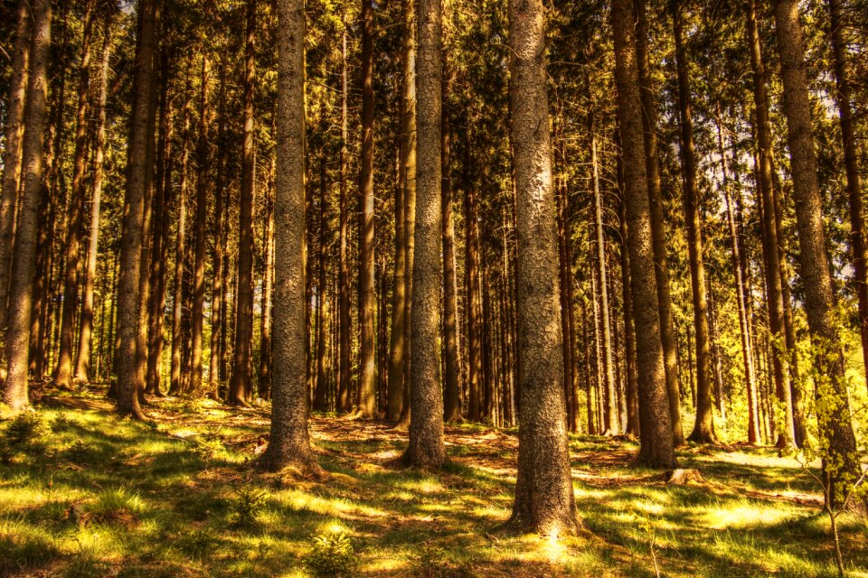 Conifers sunlight of course