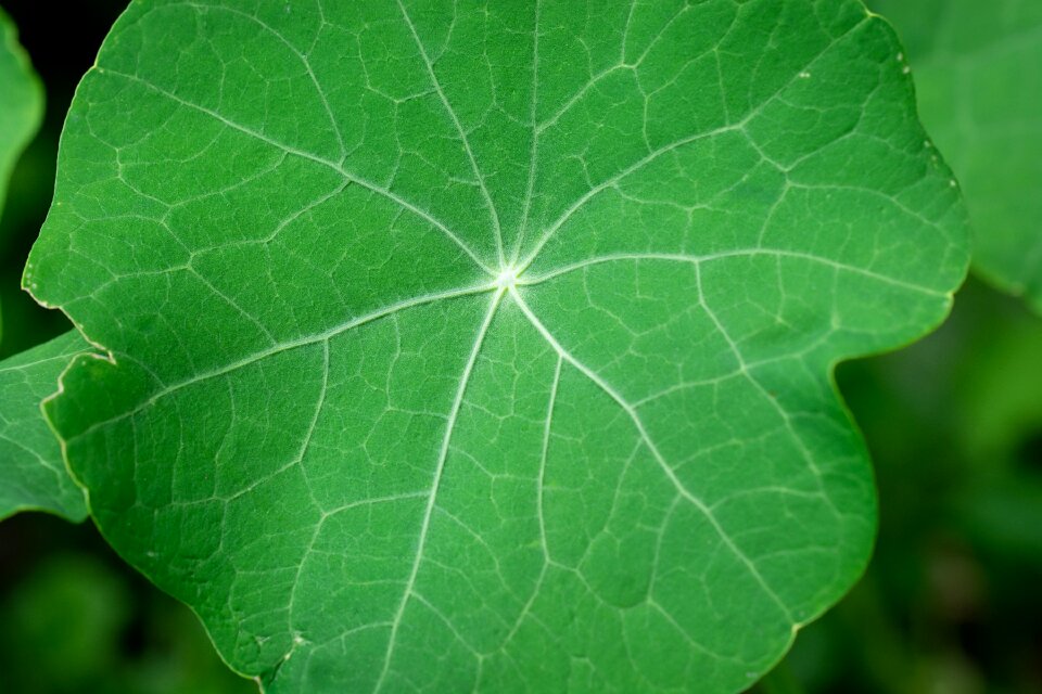 Leaf structure close up nature