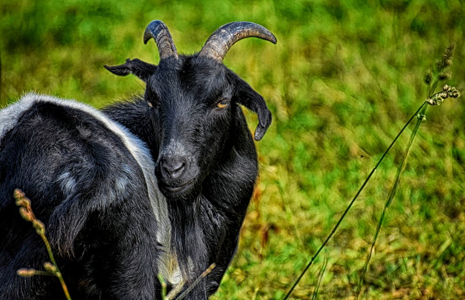Livestock animal bock