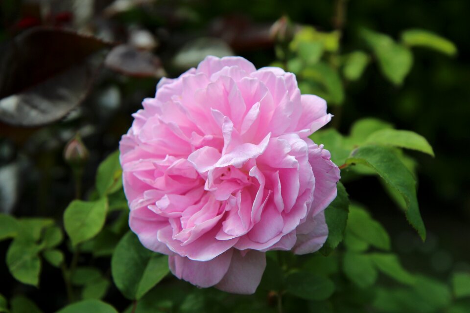 Rosier english pink rose pink flowers
