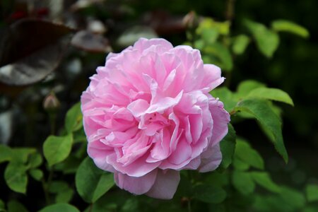 Rosier english pink rose pink flowers