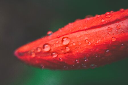 Drop closeup flower