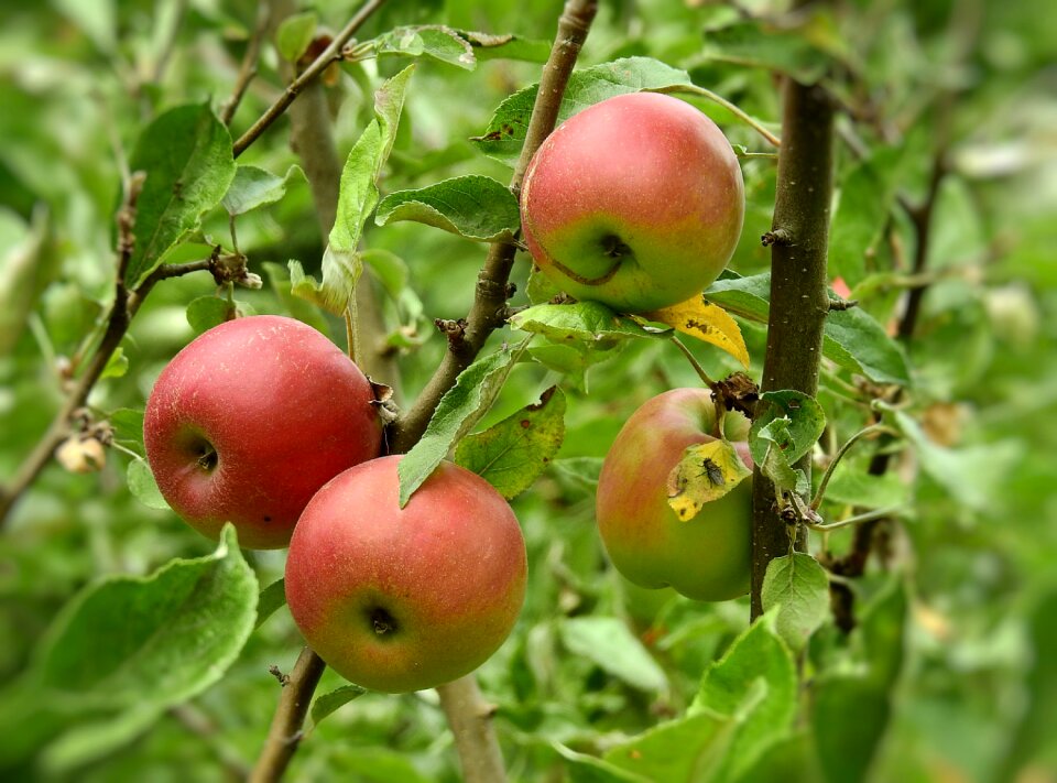 Healthy vitamins mature