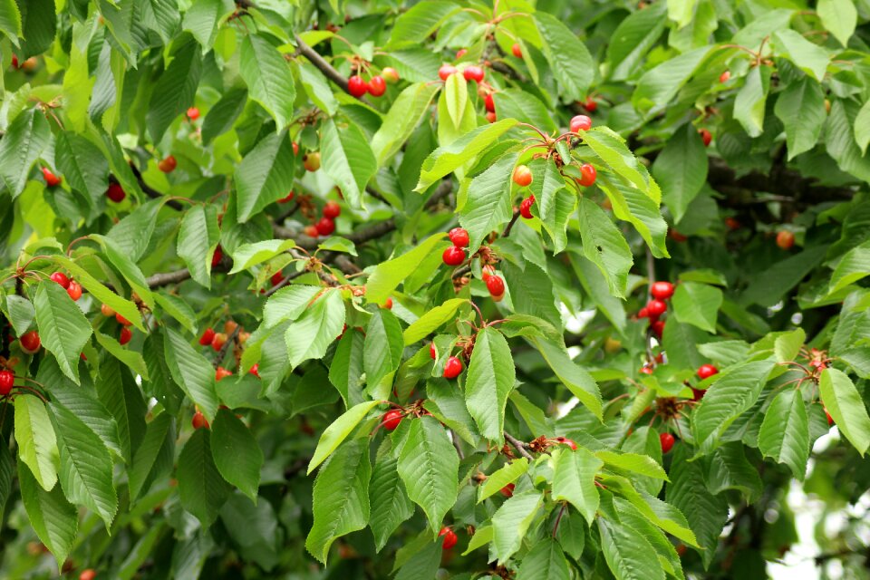 Orchard spring fruiting tree