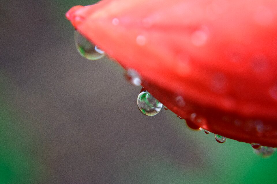 Drop closeup flower