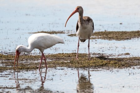 Adult juvenile birding