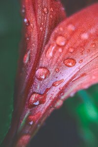 Drop closeup flower