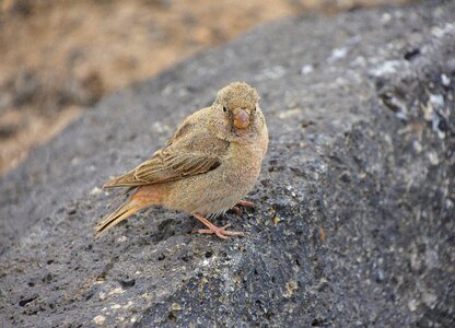 Fuerteventura beak brown