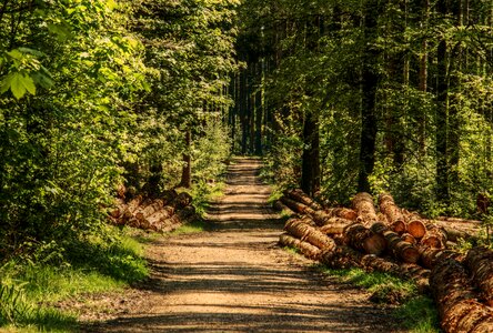 Sunlight wood summer photo