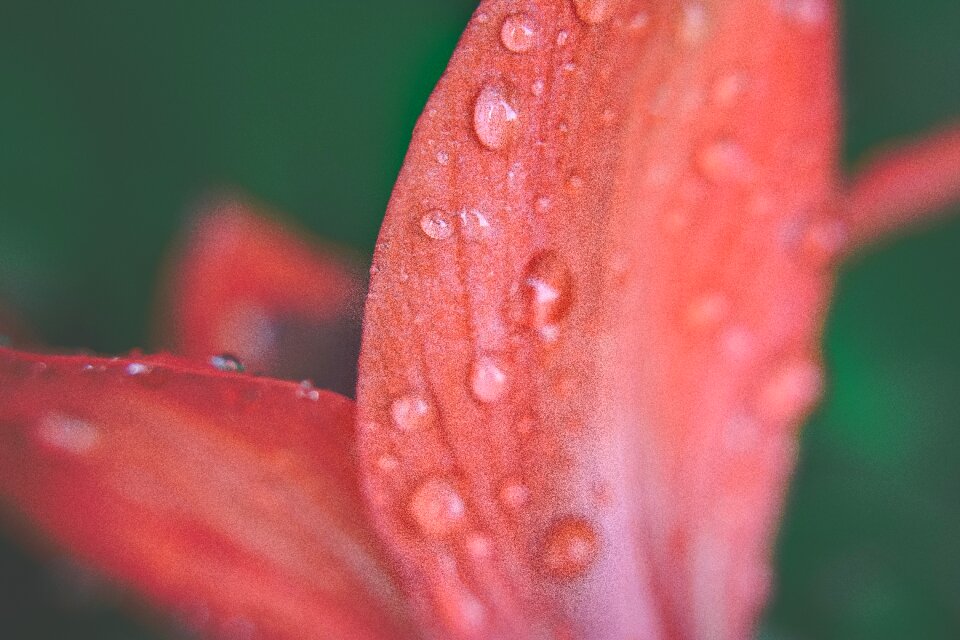 Drop closeup flower