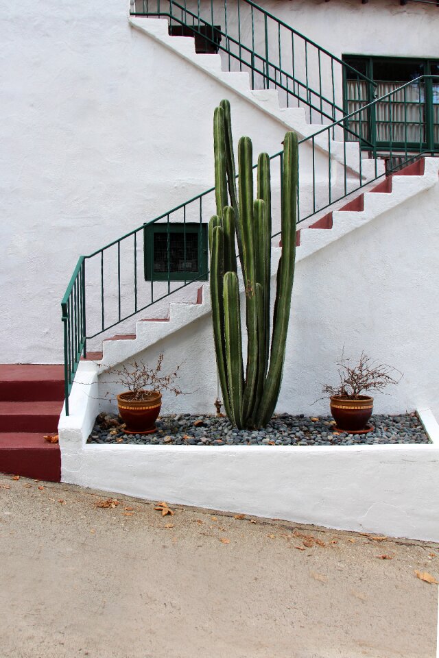 Plant architecture minimalist