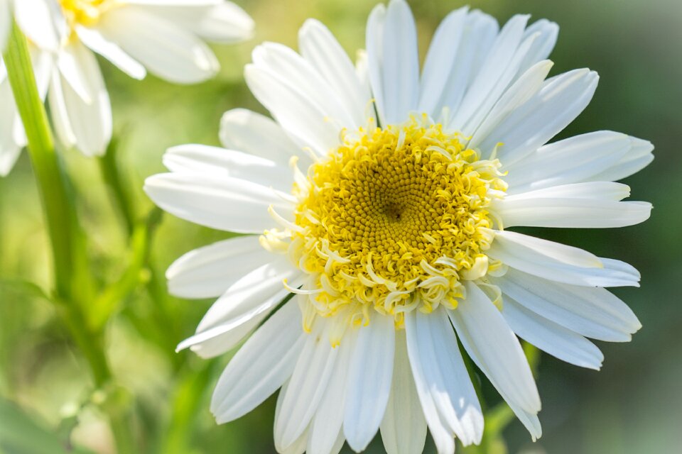 White flower blossom bloom