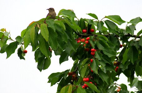 Maturation orchard fruiting tree