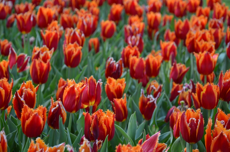 Flower garden plant