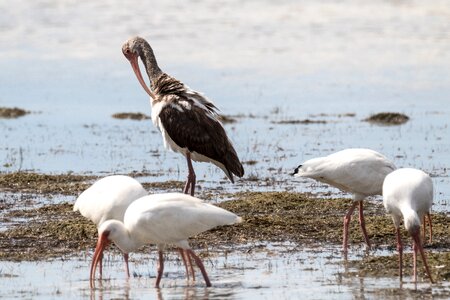 4 adults 1 juvenile birding