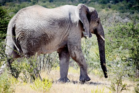 Walking wild wildlife