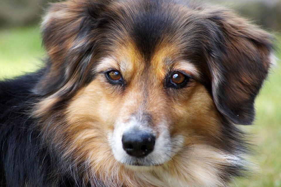 Cute head animal portrait