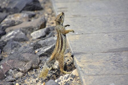 Rodent animals squirrel