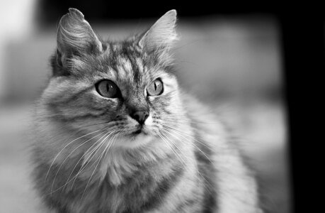 Domestic animal tabby cat feline
