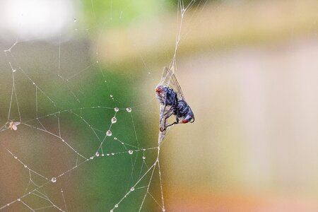 Arachnid nature cobweb photo