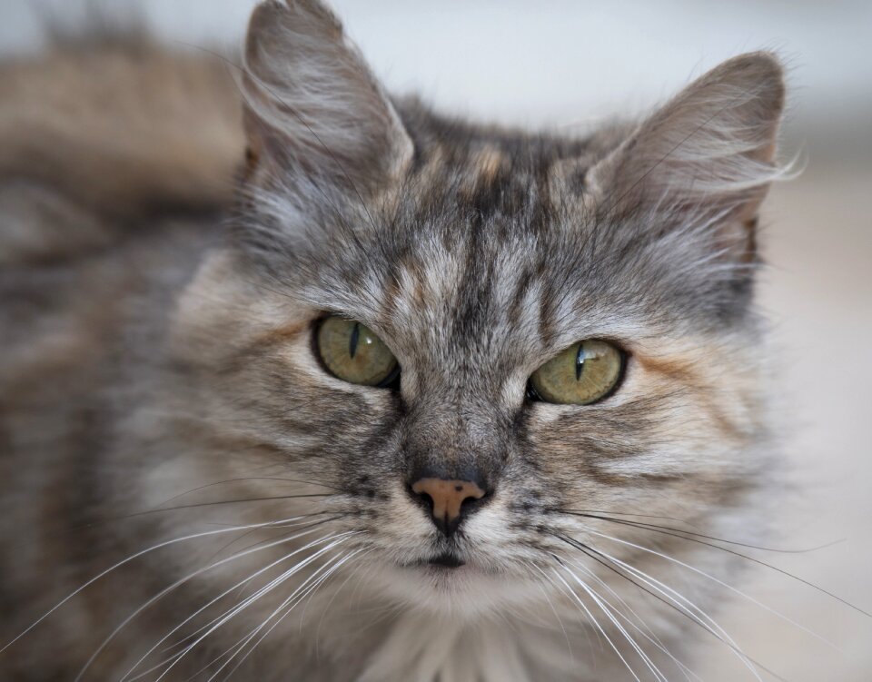 Animals feline moustache