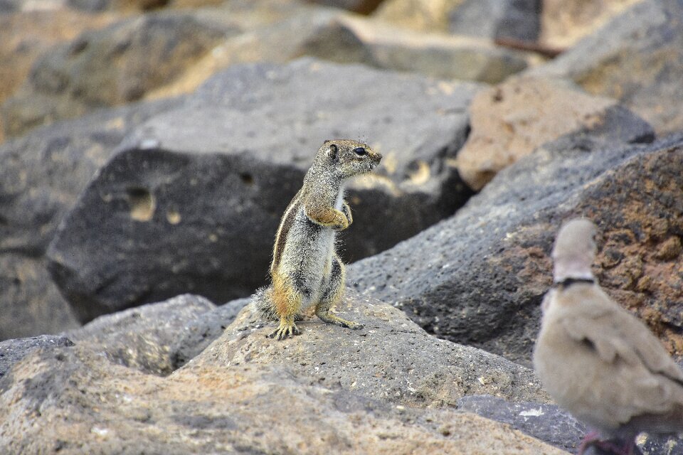 Rodent animals squirrel