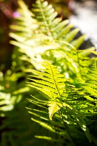 Close up plant fern leaves photo