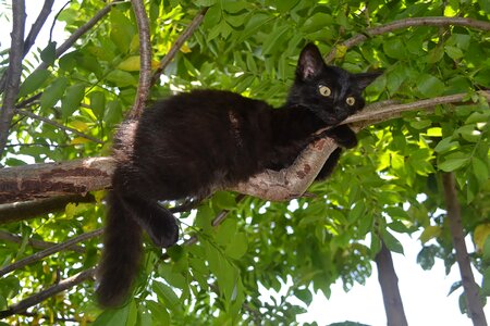 Feline hairy playful