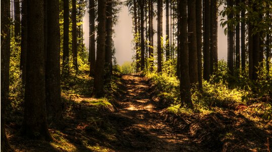 Sunlight conifers tree trunks photo