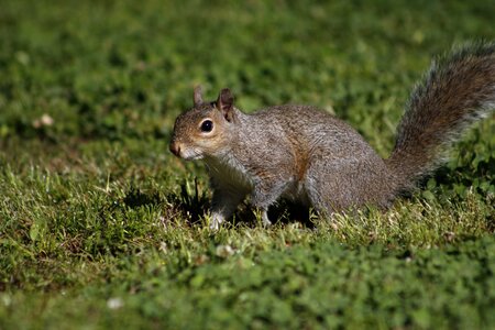 Wildlife squirrel outdoors